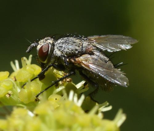 Réf. 198 677 : Erycia furibunda